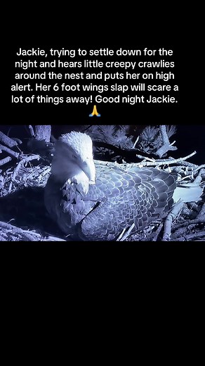 How to Tell Jackie and Shadow Apart