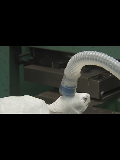 How Toothpaste is Made from Turtles: A Unique Process