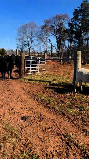 Updated! 25 pairs and 20 bred cows for sale Wednesday ? Cows have been running with a Clemson bull. (Not all cows in this video are being sold) | Laurens Livestock