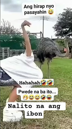Technique para hindi habulin ng #ostrich