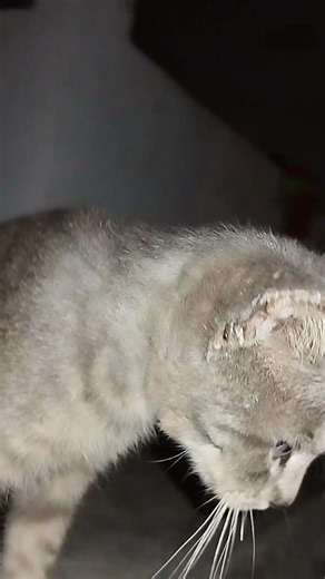 cat cute miaow moment miaow