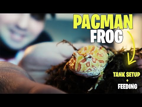 Pac-Man Frog Tank Setup! (10 Gallon Tank)