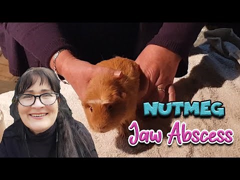 Guinea pig presentation of a facial abscess and how to start treatment