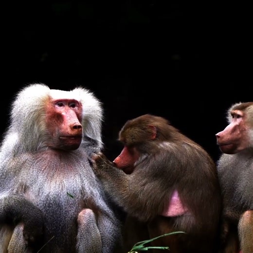Baboon Grooming a Friend – Adorable Social Moment 🐒💛