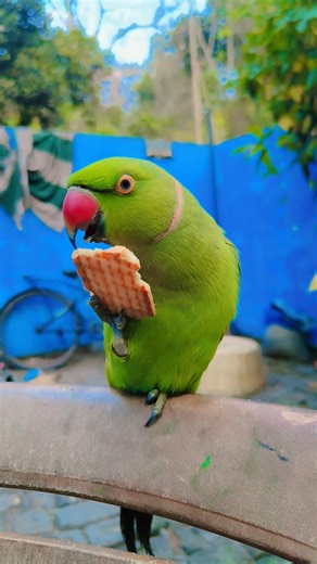 Mithu Ne Papa Ko Kaise Bulaya? 🦜❤️ #petbird #talkingparrot #cutebird #viral #parrot #shorts
