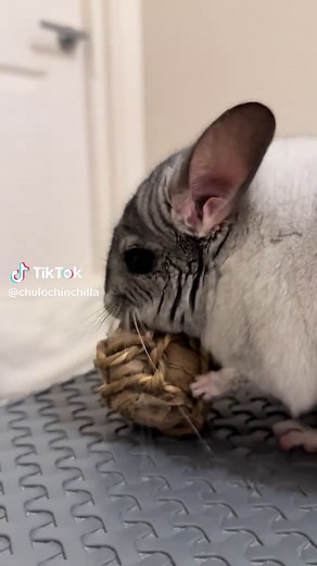 Adorable Chinchilla Compilation for Pet Lovers