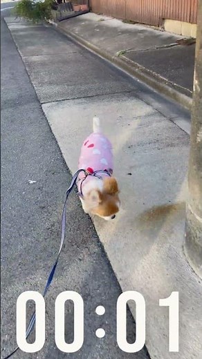 Here's the amazing behavior of a 14-year-old Chihuahua.