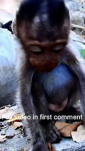 Weak and Vomiting – Poor Little Monkey Can’t Keep Food Down | Monkey history 2024