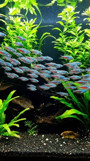 🤯 CRAZY Aquarium Fish You Won't BELIEVE! 🐟 #Aquarium #Fish #CrazyFish