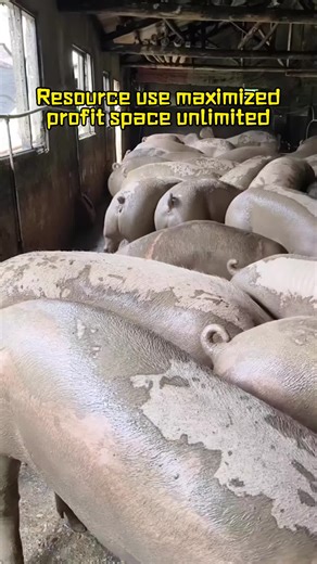 Pig farming in South Africa #In South Africa, for pig fattening and weight gain, the full circle 668 is used