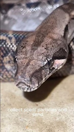 DID YOU KNOW THIS SHOCKING SNAKE FACT? 😲🐍 #wildlifeentertainment