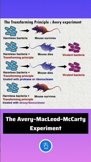 The Transforming Principle : Avery-MacLeod-McCarty Experiment - DNA Experiment