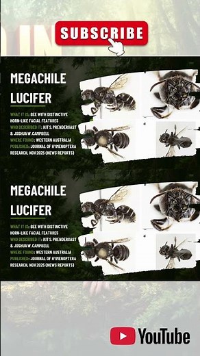 This Bee Was Just Discovered in 2025 #newspecies #animaldiscovery