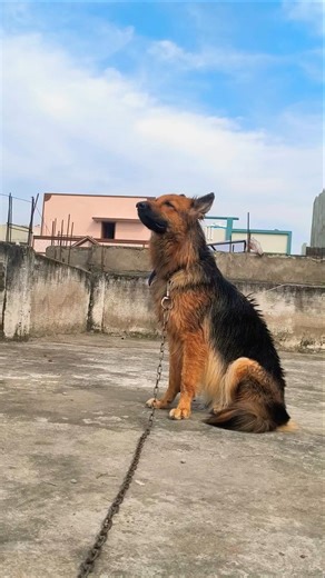 German shepherd was after bathing doing showing his hairs #gsdlover #doglove #viralshorts