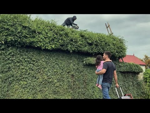 They Restored a $5M Treehouse — What This Dad & Daughter Discovered Is Unbelievable! 😱