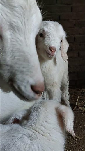 Adorable Baby Lambs Playing in the Field 🐑 So Pure and Peaceful #cutefarmanimal #farming #animals