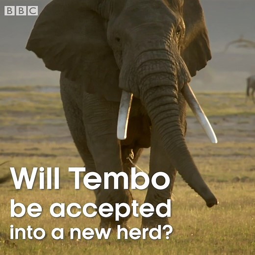 After being kicked out of his family, Tembo might have found a new home. #Serengeti | BBC Earth