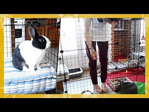 Modular rabbit enclosure - with Jean-Jean 🐇