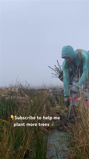 Forestry worker tree planting Scottish woodland Sitka spruce