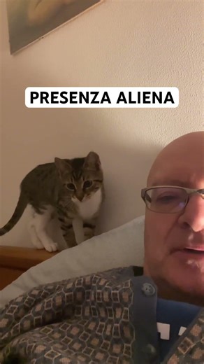 Alien presence #massimotaramasco #kitten #sophie