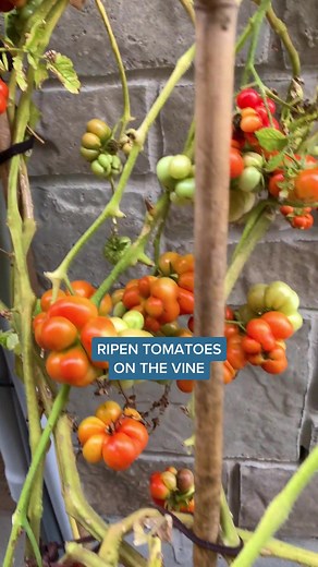 Ripen Tomatoes on the Vine: Before First Frost