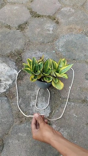 植物を安全に吊るす簡単な結び方