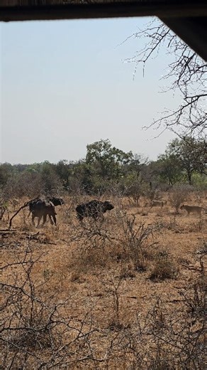 Watch this action packed encounter between a pride of lions and buffalo. #lions #buffalo #wildlife #nature #safari | Kruger Gone Wild Safaris