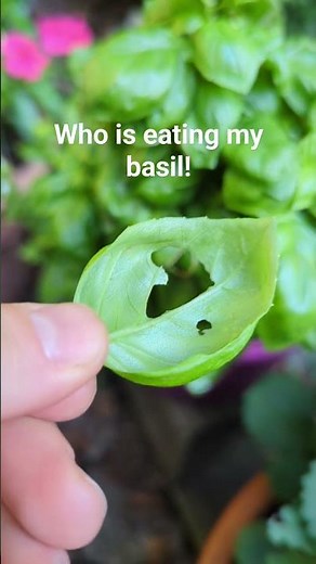 Who Is Eating My Basil!! Time For Some Pesto Before Nature Beats Me To It! #gardening #basil #pesto