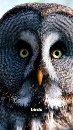 The Great Grey Owl: The longest owl on the planet | 4K Wildlife