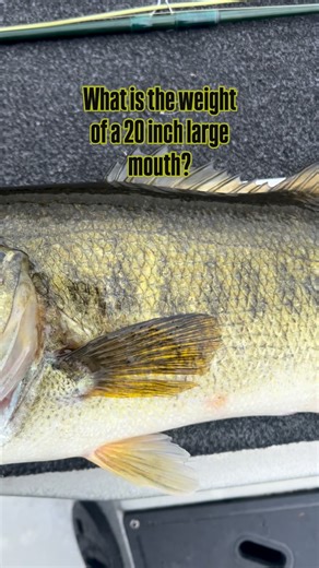 John Ives on Instagram: "Several methods are available to estimate the weight of a fish. Some use length as well as girth measurements. Weight also can be estimated using only length measurements based on relationship between length and weight. Length-weight equations can be developed for specific waters, regions or for a particular species. Please like follow & share if not, that’s cool. Have a great week. . . #bassonthefly #flyfishing #largemouthbassfishing"