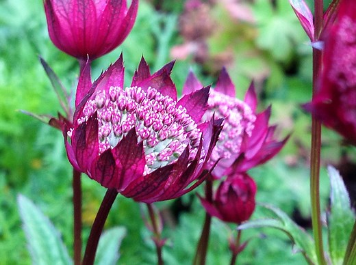 Astrance (astrantia)