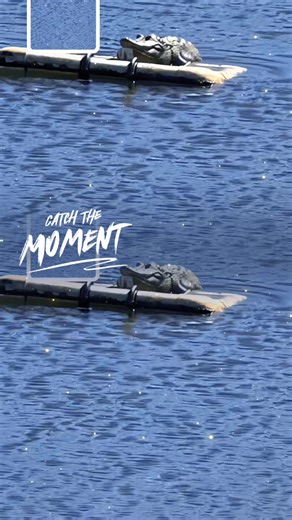 Sunbathing swamp puppy#tiktok#campaign #fyp#seizethemoment