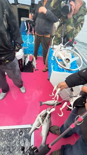Insanity | Chubby Chaser Charters