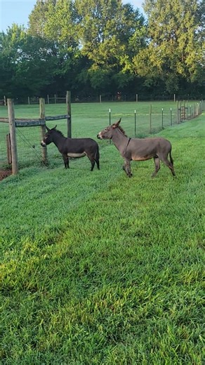 Play and bray day! It's a good day to be a donkey!