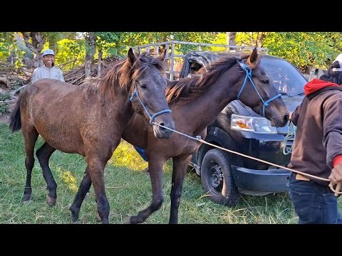 UNLOADING HORSES: PREPARING TO ENTER THE TRADING MARKET | HORSE BUSINESS PART 34
