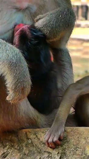 Adorable newborn monkey one day old #newbornbabymonkey