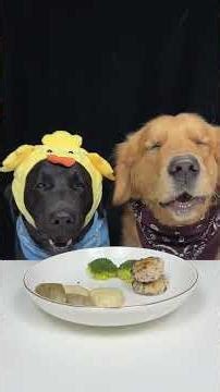 The Bite Solved Something. Golden and Labrador. Cute Pet Debut Plan