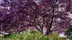 A mesmerizing video captures spring blooming trees, their branches adorned with vibrant blossoms, creating a breathtaking display of nature’s beauty.