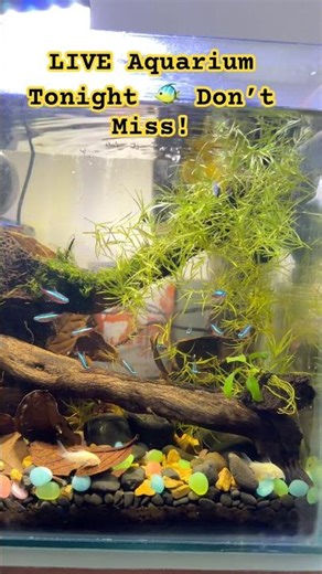 Cardinal Tetra + Corydoras Tank 🐠 LIVE Aquarium Stream Tonight | Peaceful Fish Setup 🌿