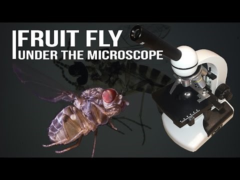Fruit Fly under the microscope