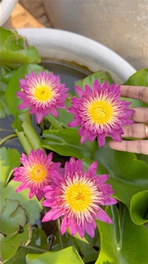 Water Lillies in my garden #waterlily #lotus #mygarden #gardening #shorts #viralvideo