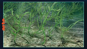 Die erste Pflanze der Welt - Die ganze Doku