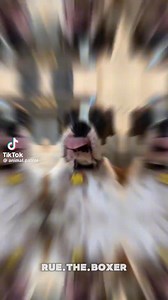 #boxerdog | Boxer Madness