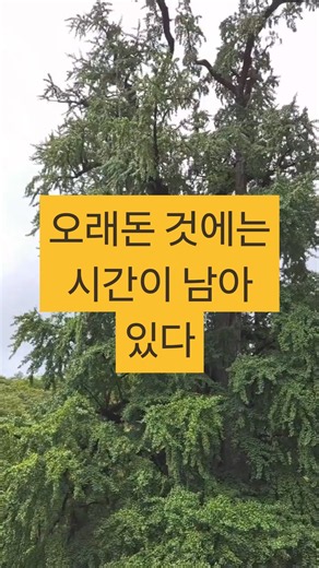 용문산 6시간 왕복산행｜용문사에서 가섭봉까지 #양평 #용문산 #등산 #100대명산 #힐링 ##쇼츠 #nature