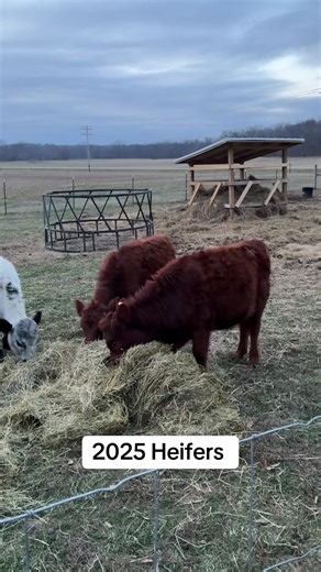 #whitedextercattle #dextercattle #minifarm #minicows