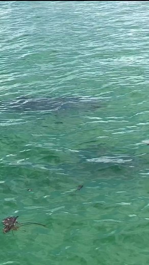 9.9K views · 313 reactions | We can officially say that we have a new Baby Dolphin in John's Pass. Spotted on a recent Dolphin Watching Cruise! The dolphin's official name is Arcadia! So; if you're in town and want the best chance at meeting Arcadia, come on down and we will get you on board the next boat! | Hubbard's Marina | Facebook