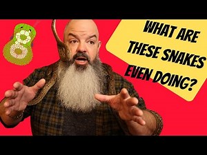 How to Interpret Your Snakes Body Language