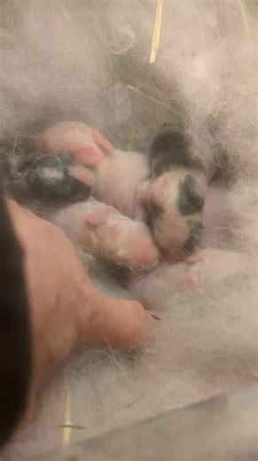 LOUD POPCORN!! Sounds like hens clucking!!! | Animal Party Rabbitry