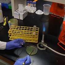 Video: Preparación, obtención de imágenes y cuantificación de ensayos de motilidad de la superficie bacteriana