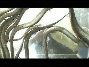 Fear Factor Australia - Sn 1: Ep.3